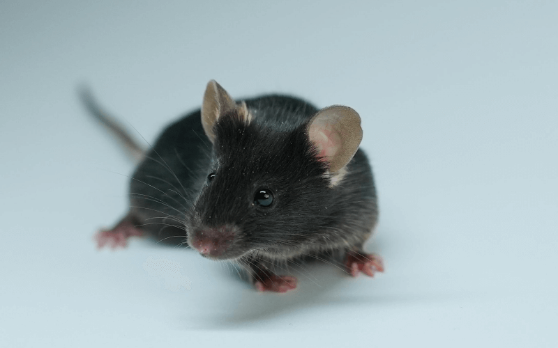 Rag2 （B、T免疫細(xì)胞缺失小鼠）