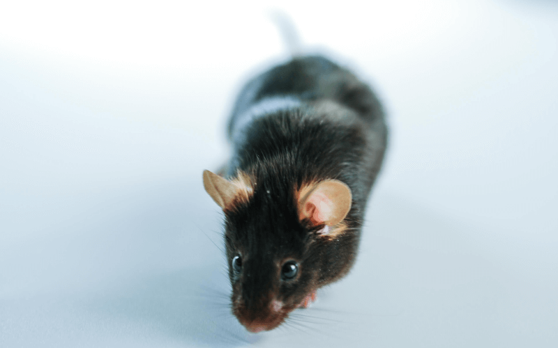 ApoE（高脂喂養(yǎng)）