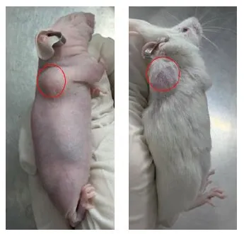 1763711131159789.jpg 1.jpg